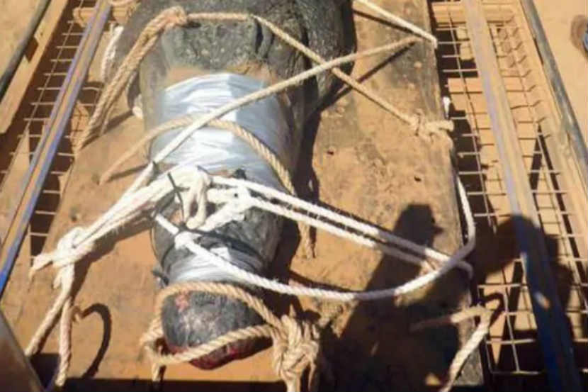 २०१० साली ही अजस्त्र मगर काही स्थानिकांनी ऑस्ट्रेलियातील कॅथरिन गावाजवळ पाहिली होती