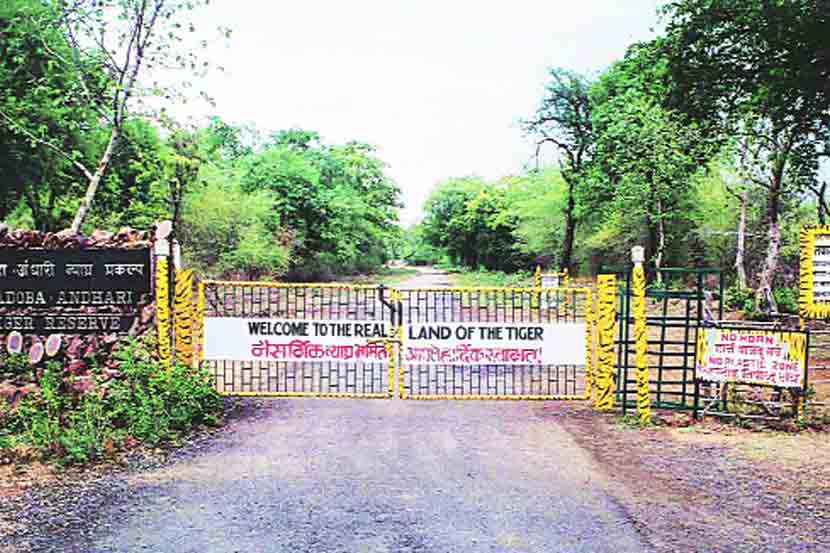 ताडोबा-अंधारी व्याघ्र प्रकल्पाच्या बफर झोनमधील ४३ किलोमीटरचे रस्ते पर्यटनासाठी उद्या ९ जुलैपासून सुरू राहणार आहेत. 