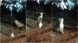 VIDEO : गुजरातमध्ये सिंहाच्या भुकेल्या छाव्यांची क्रूर थट्टा