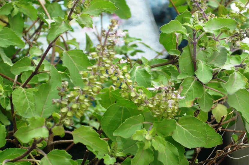 BLOG : आरोग्यदायी उपवास !