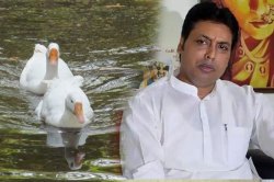 बदकं खरचं पाण्यातील ऑक्सिजन वाढवतात, बिप्लव देव यांचा दावा खरा