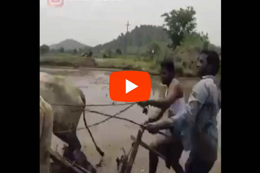 Kiki Challenge : सेलिब्रिटींपेक्षा या शेतकऱ्यांच्या किकी चॅलेंजची सर्वाधिक चर्चा