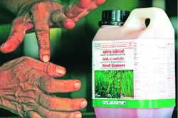 рдЧреНрд▓рд╛рдпрдлреЙрд╕реЗрдЯ рдкрд░реНрдпрд╛рд╡рд░рдгрд╡рд┐рд░реЛрдзреАрдЪ!