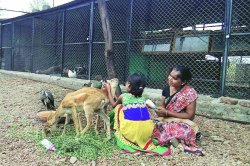 वन्यजीवांचे ‘माहेरघर’!