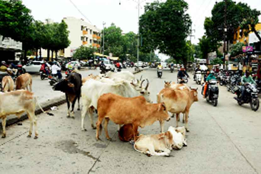 छोटा ताजबाग ते तुकडोजी पुतळ्यादरम्यान उभा गायींचा कळप.