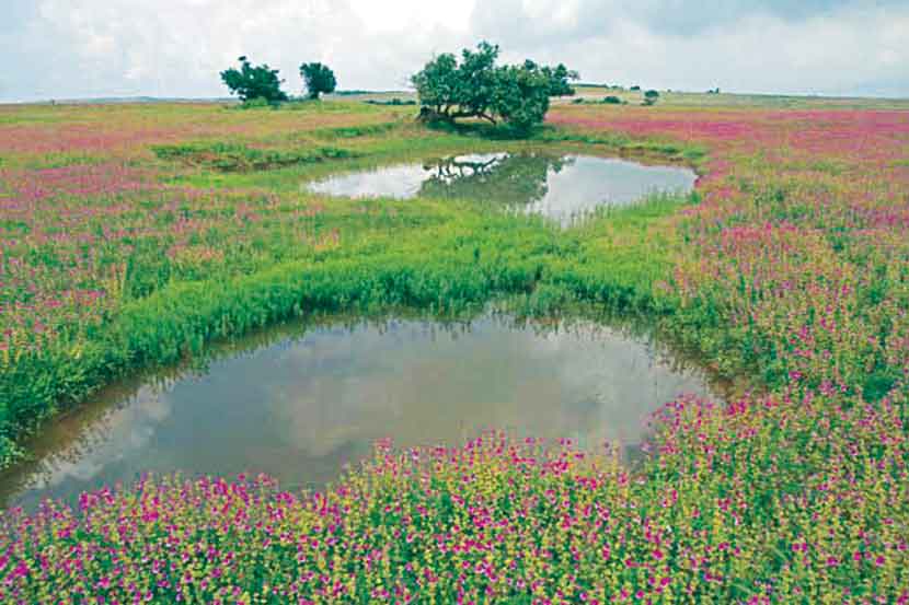 कास पठार