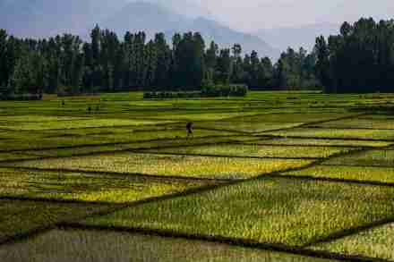 अभिमानास्पद!! सिक्कीम ठरलं जगातलं पहिलं Organic State, संयुक्त राष्ट्रांकडून बहुमान