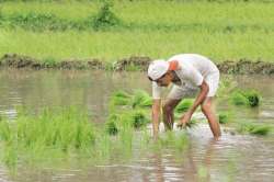 पिकांना सांडपाणी दिल्याने माणसांना अतिसार, गॅस्ट्रो