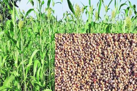 (संग्रहित छायाचित्र) (संग्रहित छायाचित्र)