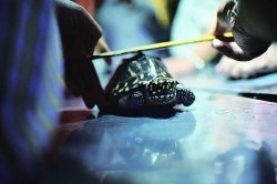 अंधश्रद्धेमुळे वन्यजीव धोक्यात