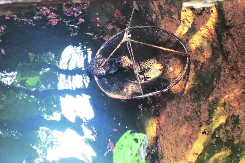 वनविभागाने स्थानिक ग्रामस्थांच्या साथीने बिबटय़ाच्या पिल्लाला विहिरीतून सुखरूपपणे बाहेर काढले. 