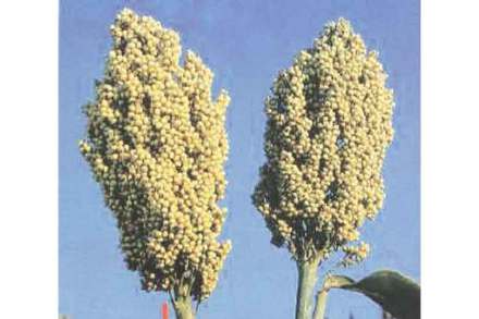 (संग्रहित छायाचित्र)