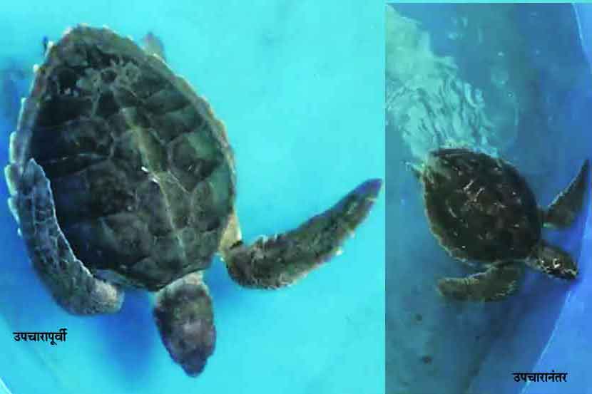 समुद्री कासवावर फिजिओथेरपी समुद्री कासवावर फिजिओथेरपी