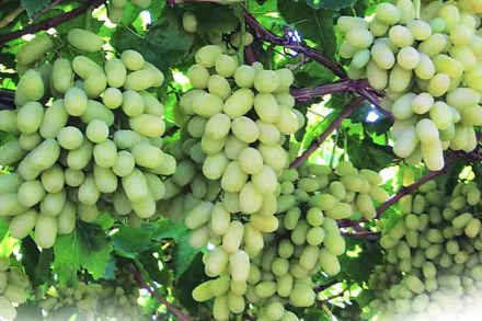 कृषी निर्यात धोरणाला मंत्रीमंडळाची मंजूरी; शेतकऱ्यांच्या दुप्पट उत्पन्नाची वचनपूर्ती?