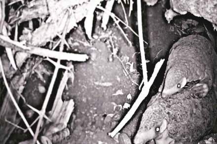 पाठीवरून पिल्लाला घेऊन जाणारी खवलेमांजराची मादी. पाठीवरून पिल्लाला घेऊन जाणारी खवलेमांजराची मादी.