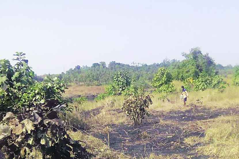 ठाण्याच्या पर्यावरण दक्षता मंडळाने दोन वर्षांपासून विकसित केलेली वनराई वणव्यात जळून खाक झाली.