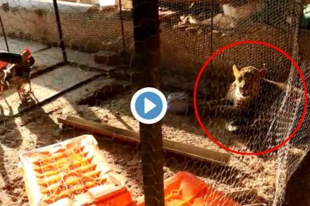 VIDEO: पुण्यात कोंबड्याच्या खुराड्यात घुसला बिबट्या आणि…