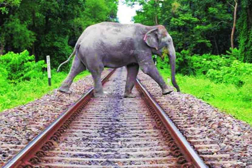 शहरी जंगलातले ‘सापळे’