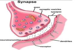 मेंदूशी मैत्री : सिनॅप्स – आपली निर्णयक्षमता