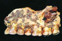 कुतूहल : मानवी उत्क्रांतीचा शोध