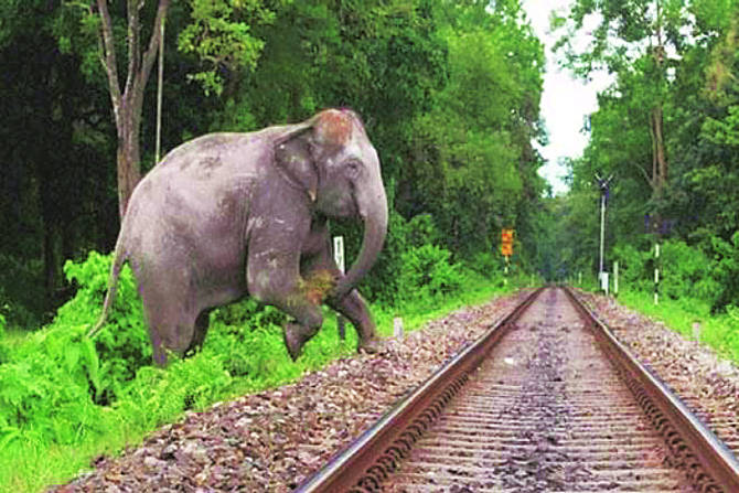 आपल्याच घरात निर्धास्तपणे विहार करणारे हत्तींचे कळपच्या कळप धडाडत जाणाऱ्या रेल्वेपुढे मान टाकू लागले आहेत. आपल्याच घरात निर्धास्तपणे विहार करणारे हत्तींचे कळपच्या कळप धडाडत जाणाऱ्या रेल्वेपुढे मान टाकू लागले आहेत.