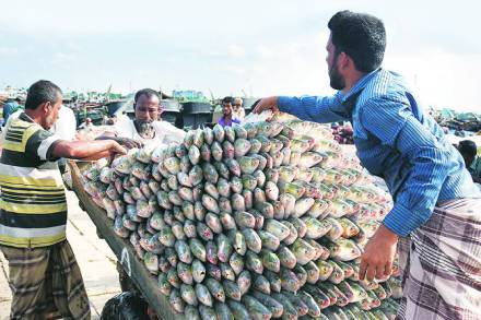 ‘हिल्सा’ मासा हा खाऱ्या आणि गोडय़ा दोन्ही पाण्यात वाढणारा मासा आहे.