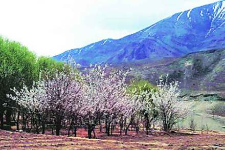 ट्रिकटिप्स : जर्दाळूचा बहर ट्रिकटिप्स : जर्दाळूचा बहर