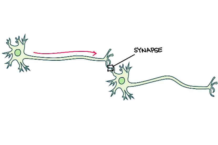 मेंदूशी मैत्री : ज्ञानेंद्रियं उघडतात..