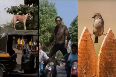 रितेशने शोधला अजयचा कुत्रा….नेटीझन्सनी केली ‘टोटल धमाल’