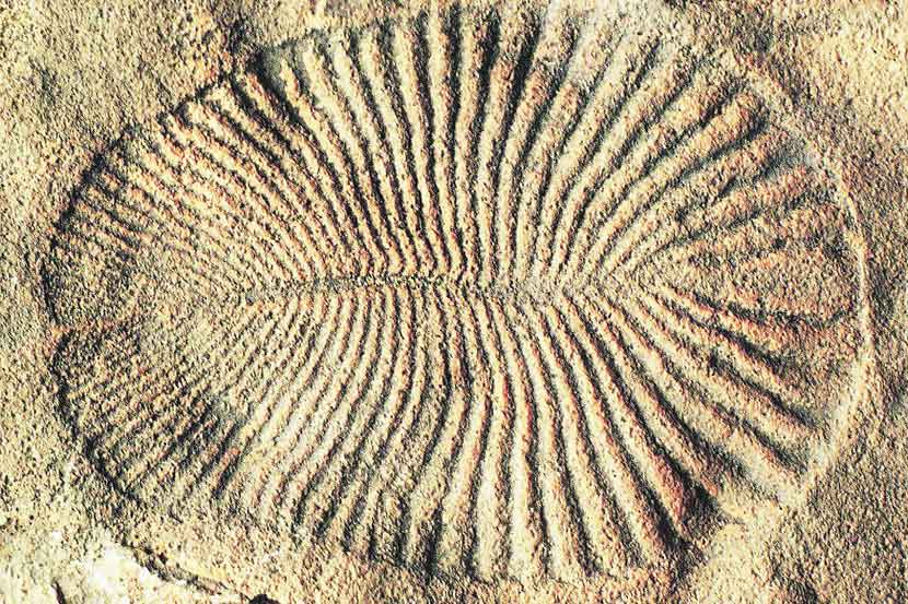 जीवसृष्टीचा उदय जीवसृष्टीचा उदय