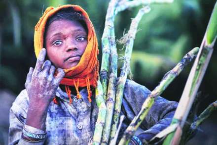 माणसाचा रस पिणारे ऊस!