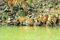 वाघाचे अरण्यरुदन