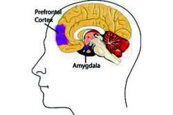 मेंदूशी मैत्री : निर्णय फक्त अमिग्डालातून!