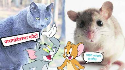 उंदराला मांजर साक्ष!