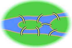 कुतूहल : सात पुलांचे कोडे