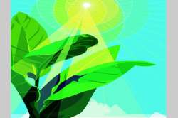 कुतूहल : प्रकाशक्रिया