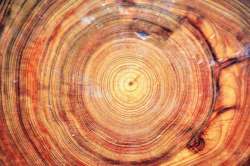 कुतूहल : वाढचक्रांचे महत्त्व