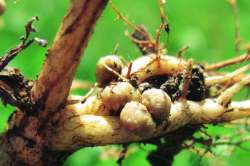 कुतूहल : नायट्रोजनचा पुरवठा