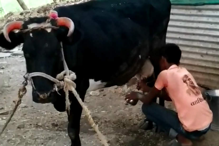 माढा तालुक्यातून रोज जवळपास ६० हजार लिटर दूध संकलित होते. या दूधाला १८ ते २० रुपये लिटर या दराने भाव मिळत आहे. 