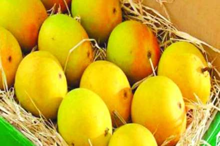 ‘थ्रीप्स’मुळे हापूसचे उत्पादन निम्म्यावर