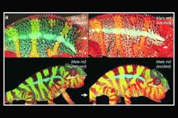 वारा पाहून पाठ फिरवणे