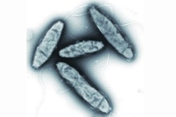 कुतूहल : जिवाणूंचा शोध
