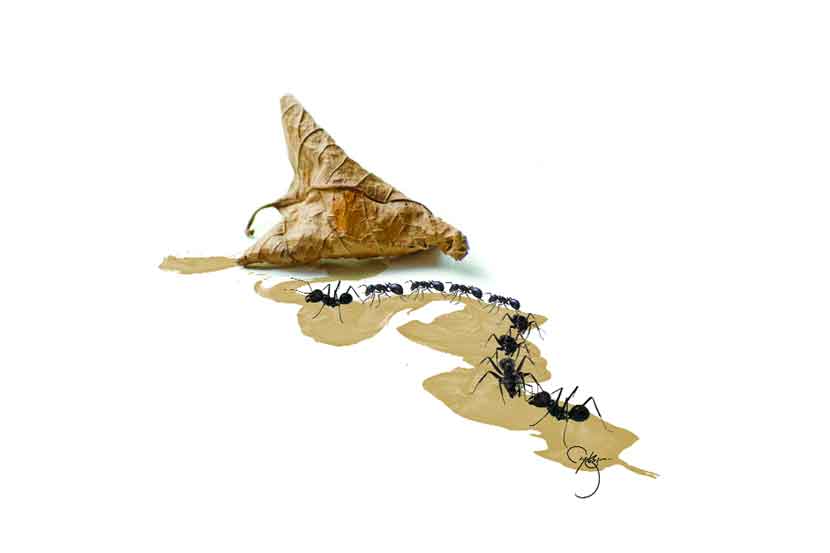 काळ्या मुंग्यांची रांग काळ्या मुंग्यांची रांग