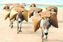 गाढवे जगवा, गाढवे वाढवा!