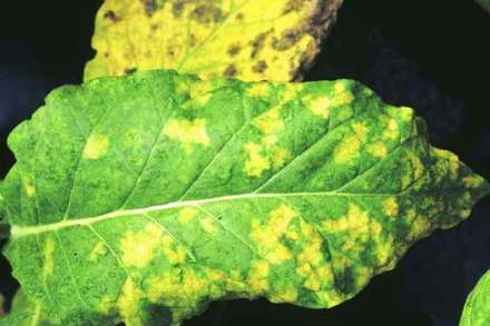 (संग्रहित छायाचित्र) (संग्रहित छायाचित्र)