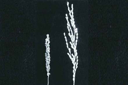 ‘वेडसर’ रोपे