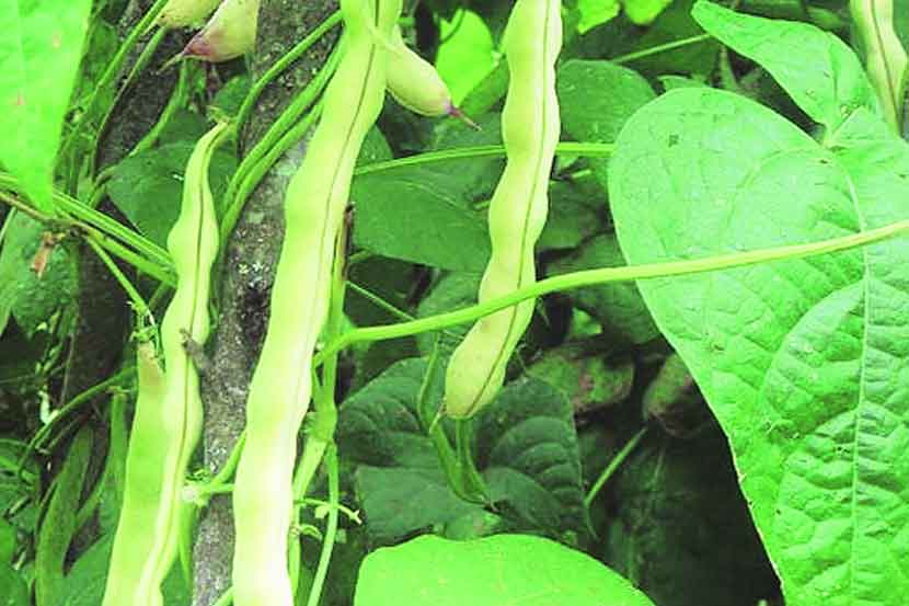 (संग्रहित छायाचित्र)