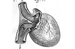 कुतूहल : रक्ताभिसरणाचा शोध