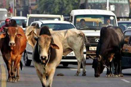 रस्त्यावरील मोकाट जनावरांच्या मालकांना तीन महिने तुरूंगवासाची शिक्षा
