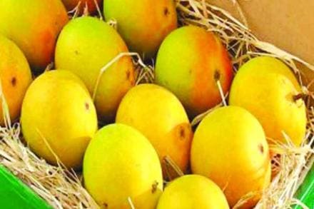 ५० हजार रुपये गुंतवा, व्याजस्वरुपात मिळवा घरपोच हापूस आंबे